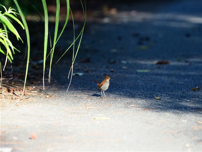 zgEAJqQ,Ryukyu Robbin